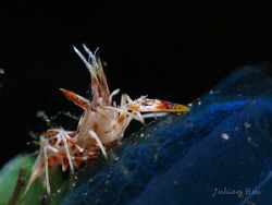 Spiny Tiger Shrimp (Phyllognathia ceratophthalma)
@Tulamben by Julian Hsu 